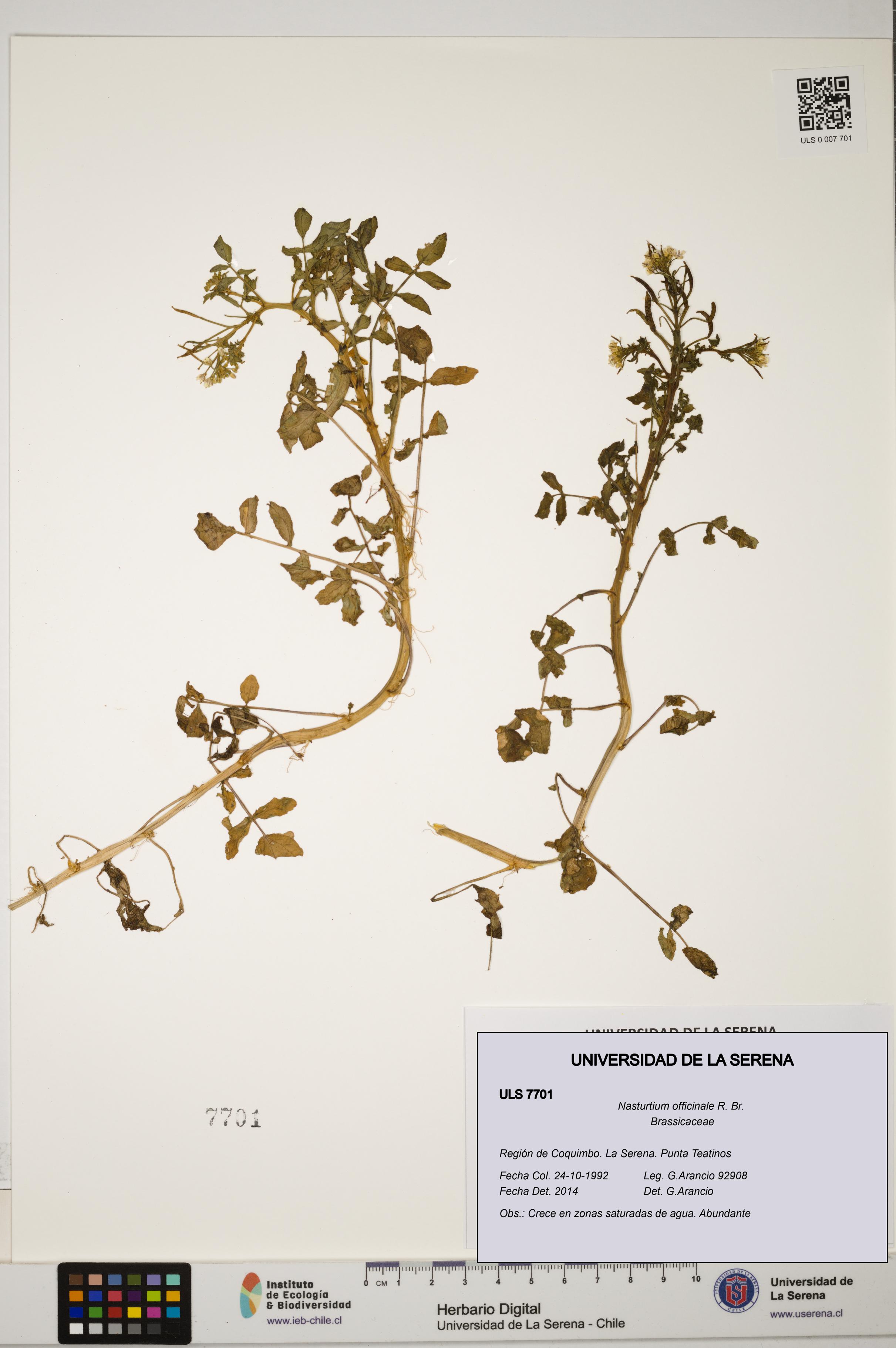 Nasturtium officinale [Espécimen: ULS:ULS:0007701]