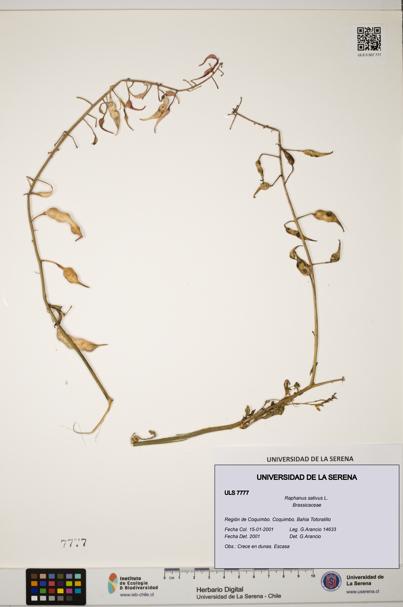 Raphanus sativus [Espécimen: ULS:ULS:0007777]