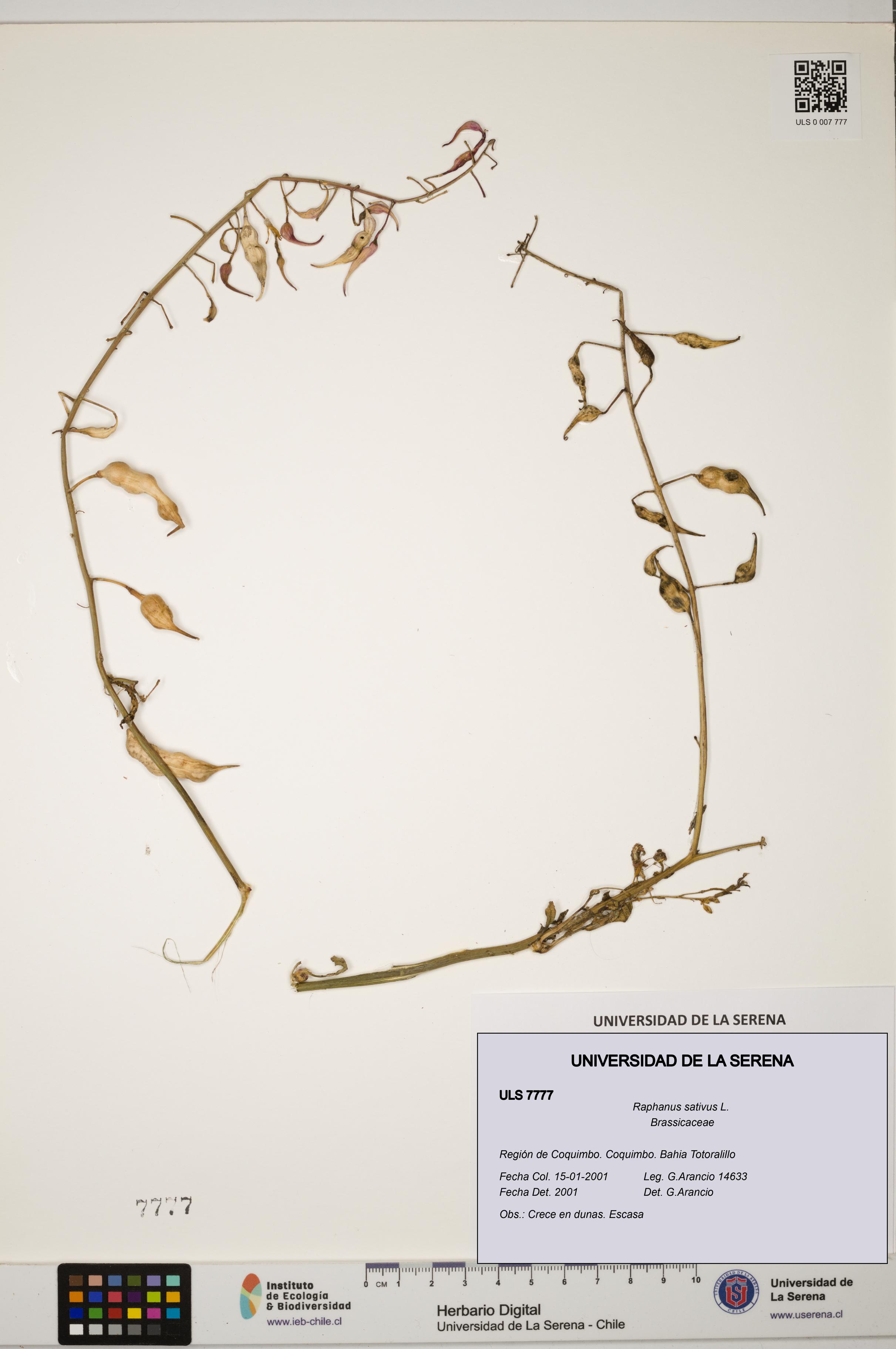 Raphanus sativus [Espécimen: ULS:ULS:0007777]