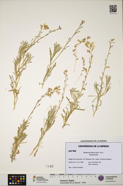 Mathewsia foliosa [Espécimen: ULS:ULS:0007846]