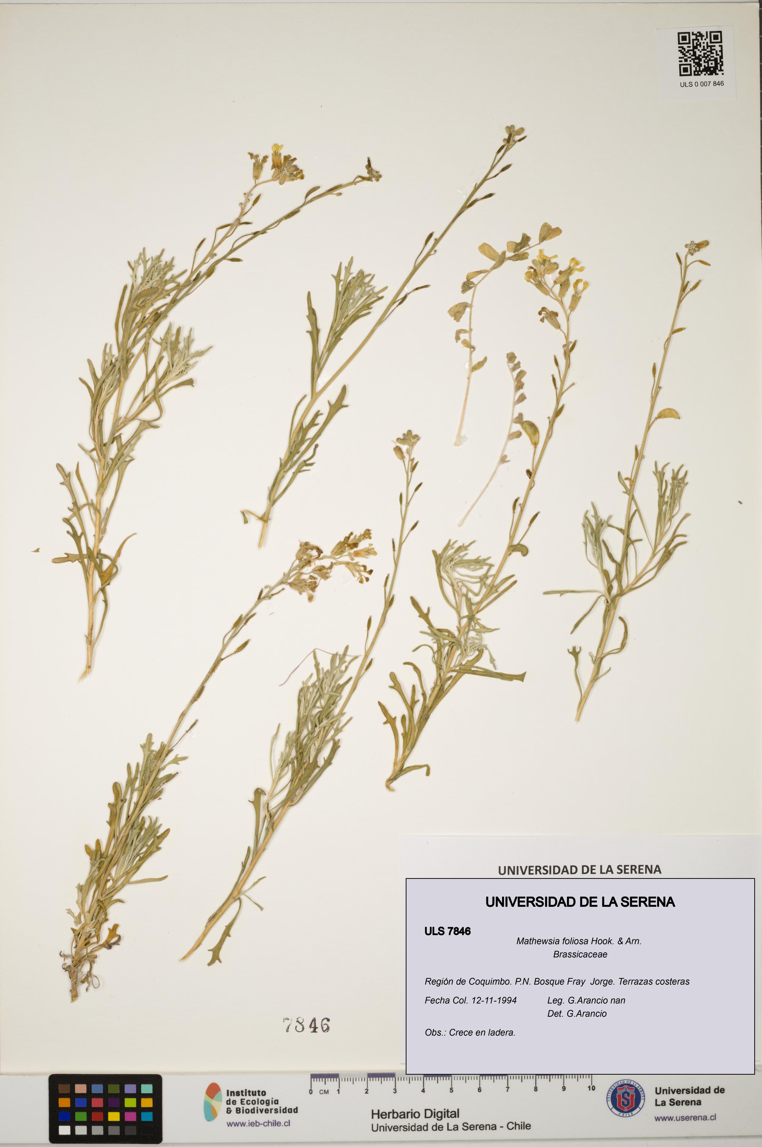 Mathewsia foliosa [Espécimen: ULS:ULS:0007846]