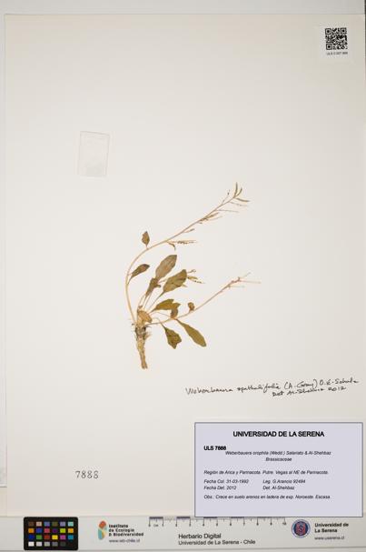 Weberbauera orophila [Espécimen: ULS:ULS:0007888]
