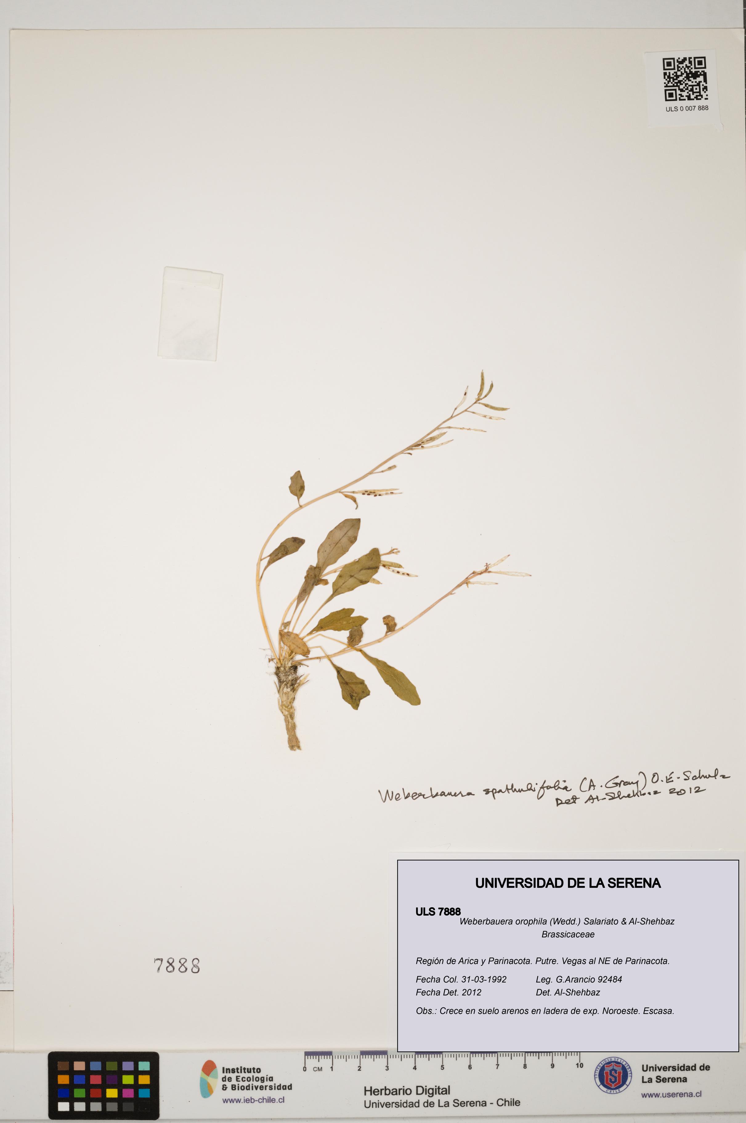 Weberbauera orophila [Espécimen: ULS:ULS:0007888]