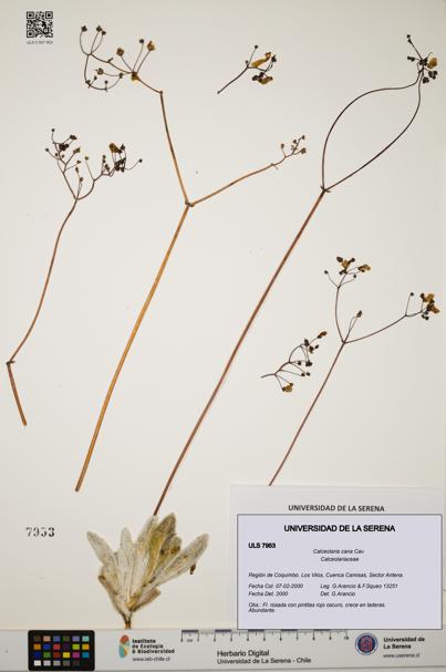 Calceolaria cana [Espécimen: ULS:ULS:0007953]