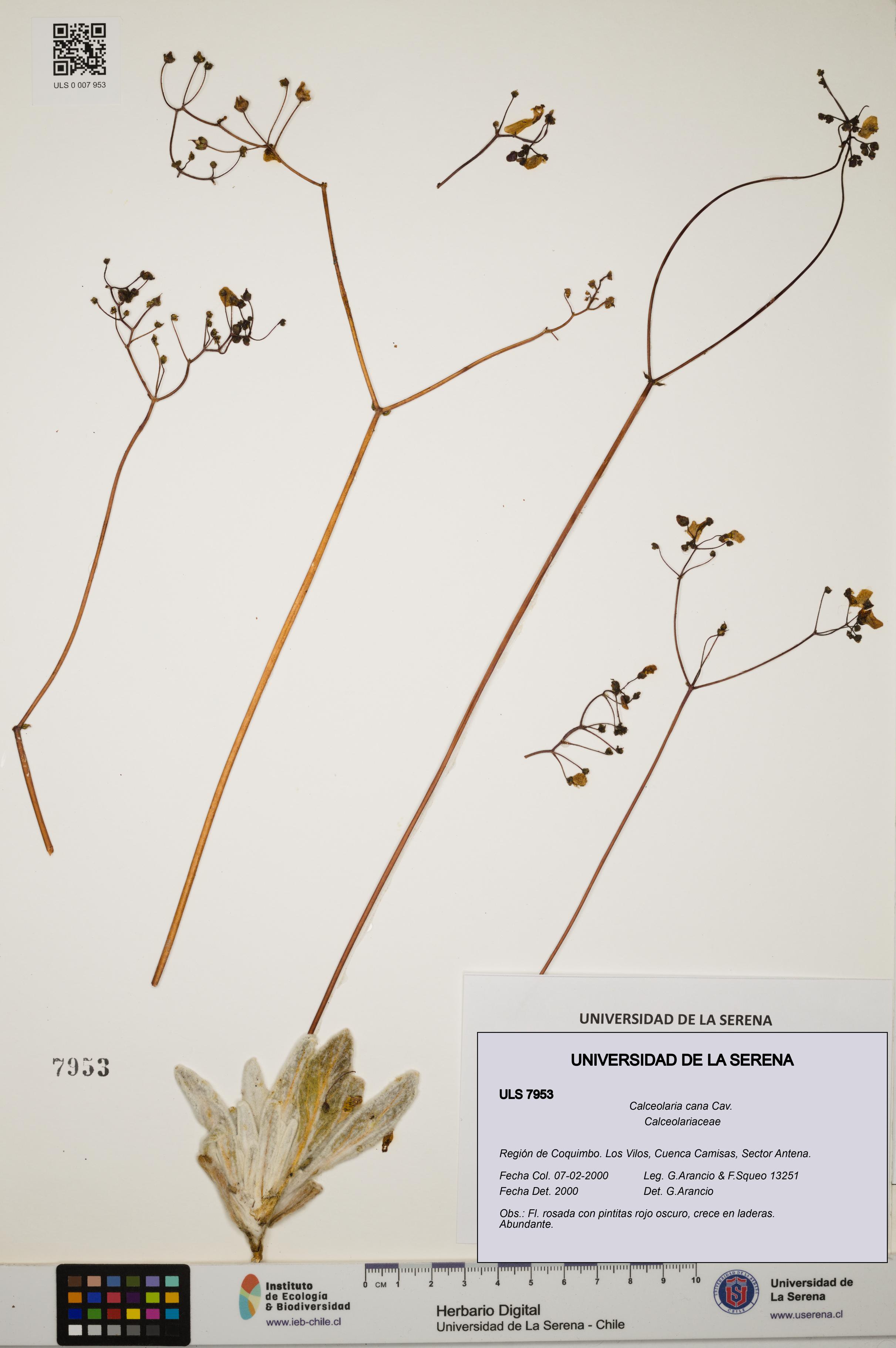 Calceolaria cana [Espécimen: ULS:ULS:0007953]