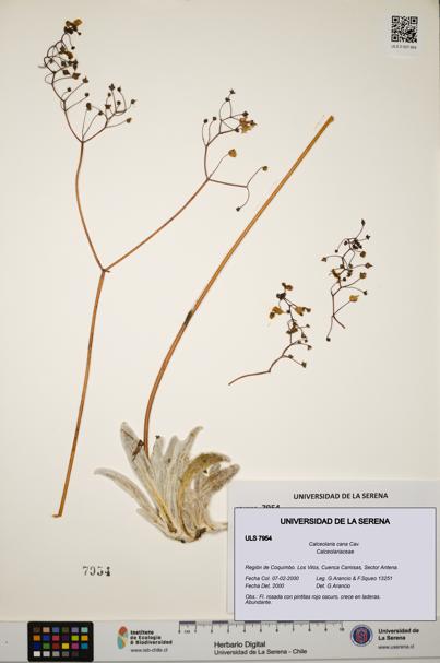 Calceolaria cana [Espécimen: ULS:ULS:0007954]