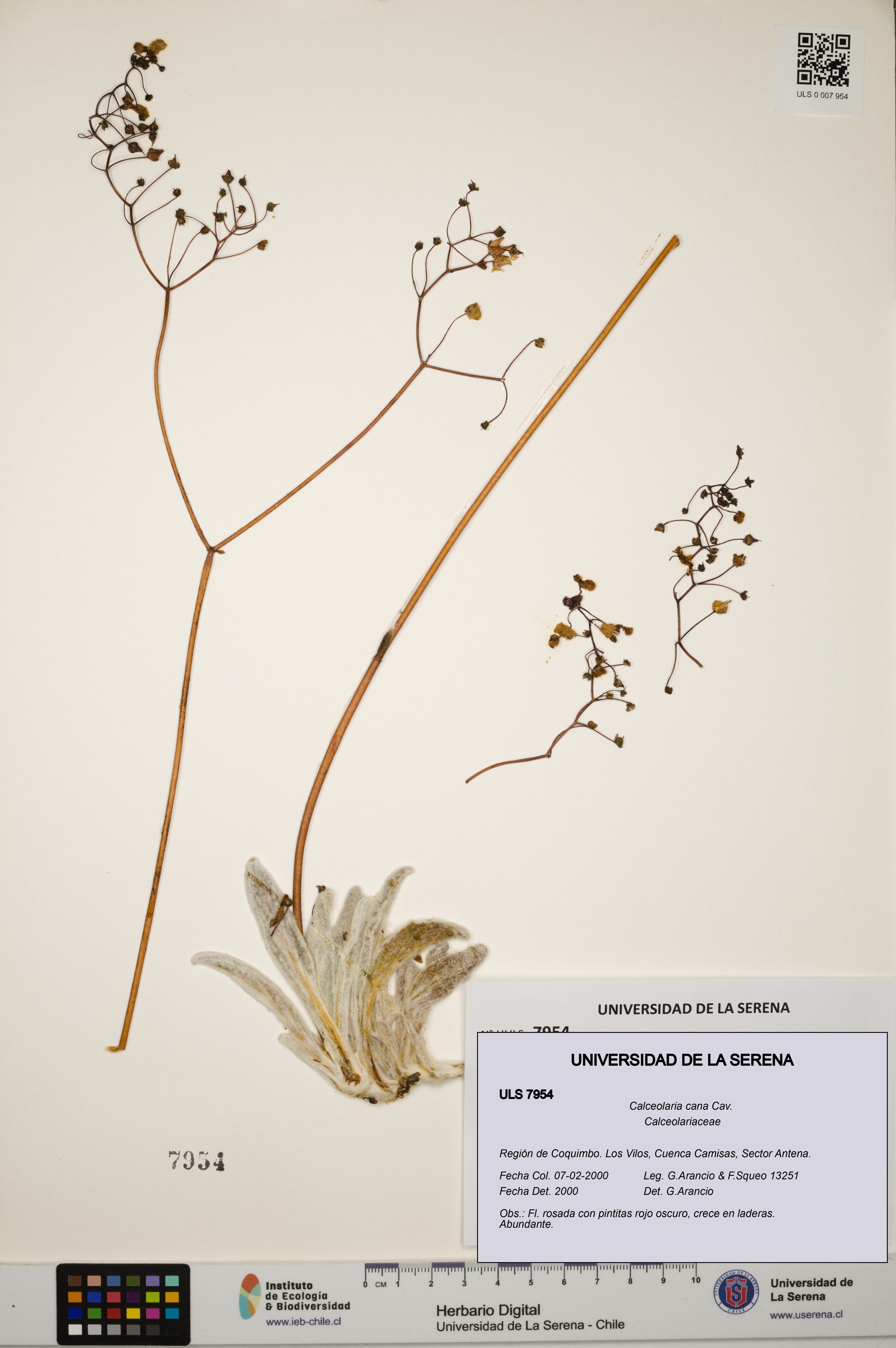 Calceolaria cana [Espécimen: ULS:ULS:0007954]