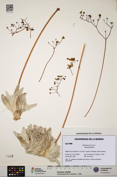 Calceolaria cana [Espécimen: ULS:ULS:0007956]