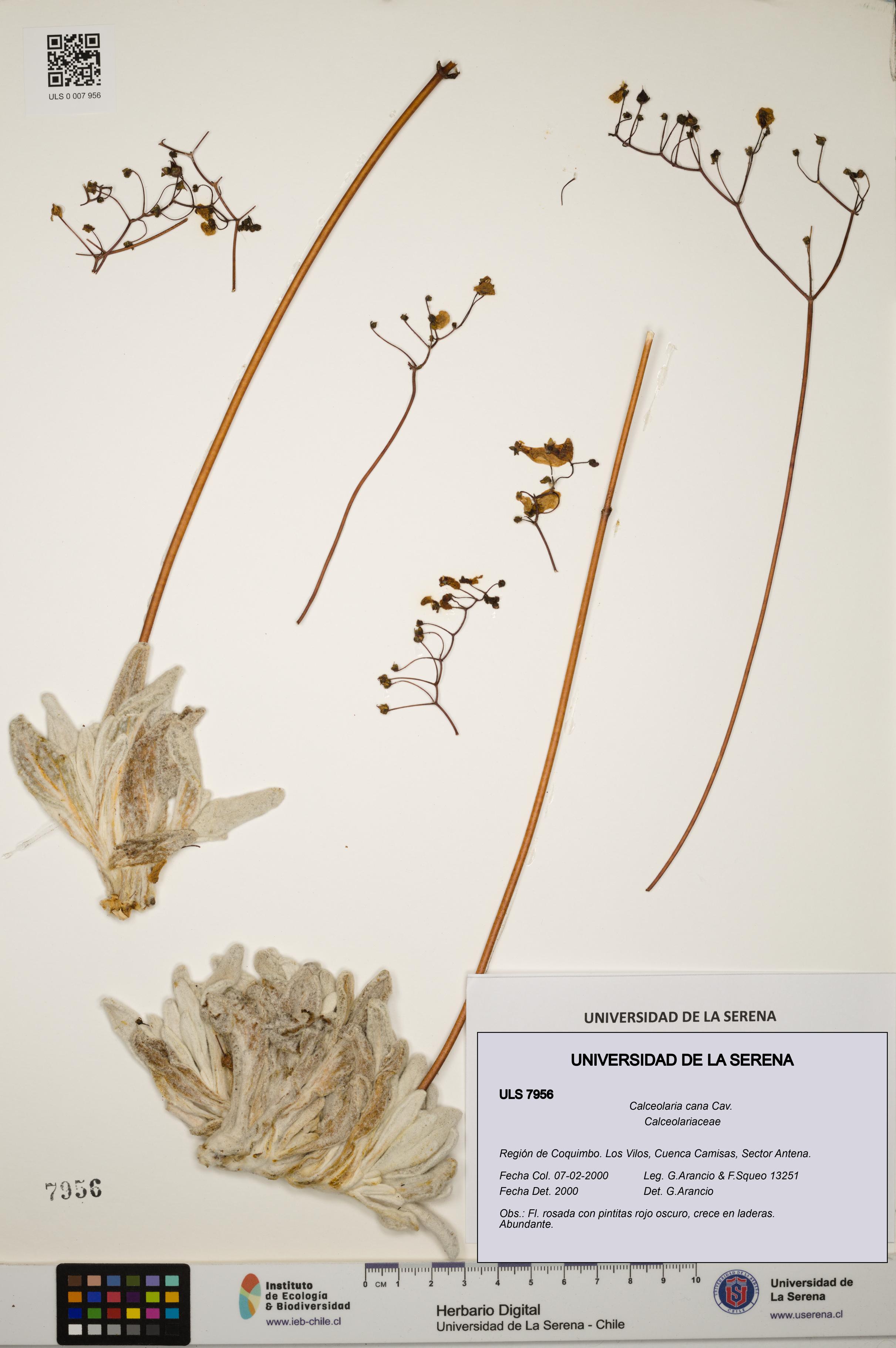 Calceolaria cana [Espécimen: ULS:ULS:0007956]