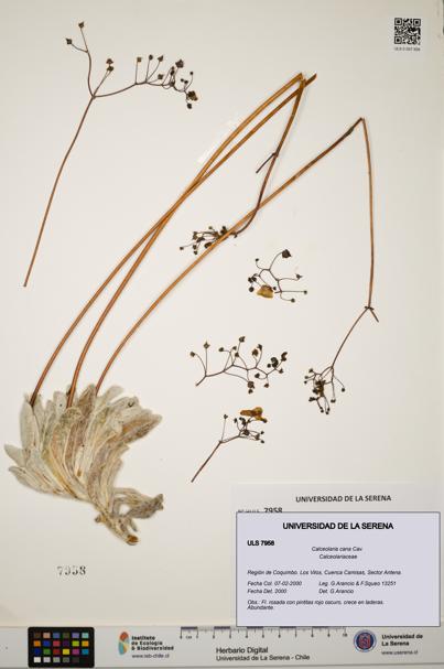 Calceolaria cana [Espécimen: ULS:ULS:0007958]
