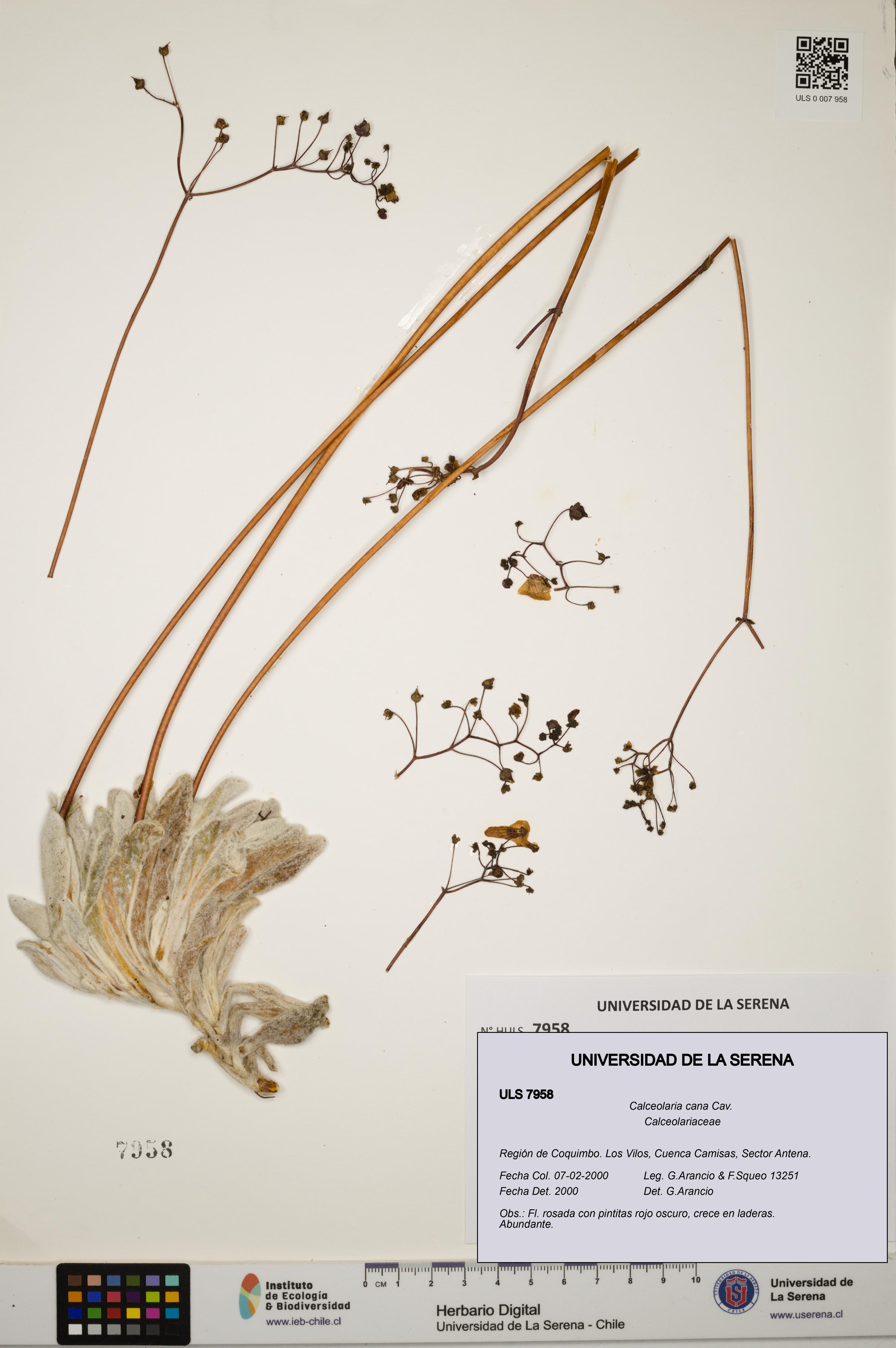 Calceolaria cana [Espécimen: ULS:ULS:0007958]