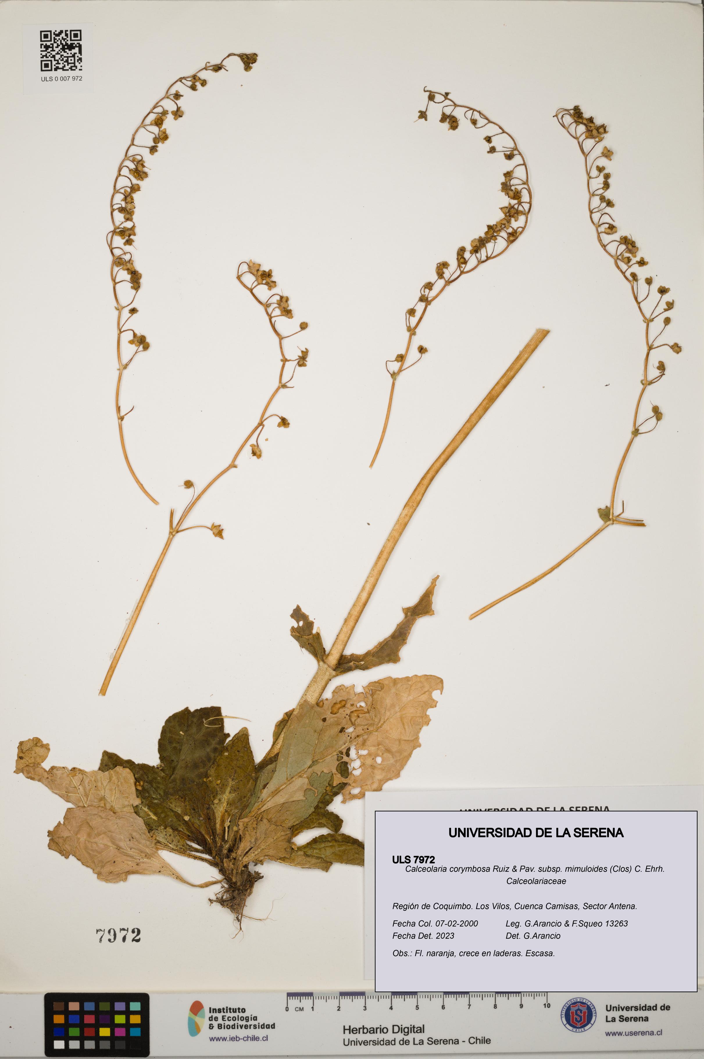 Calceolaria corymbosa subsp. mimuloides [Espécimen: ULS:ULS:0007972]