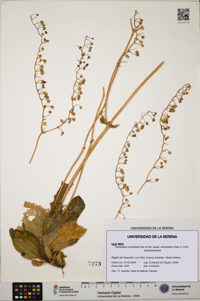 Calceolaria corymbosa subsp. mimuloides [Espécimen: ULS:ULS:0007973]
