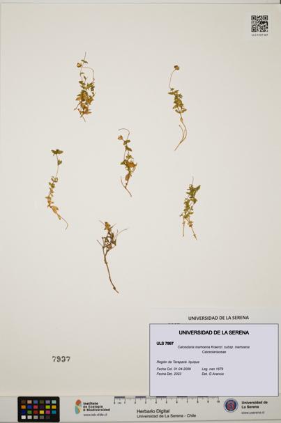 Calceolaria inamoena subsp. inamoena [Espécimen: ULS:ULS:0007997]