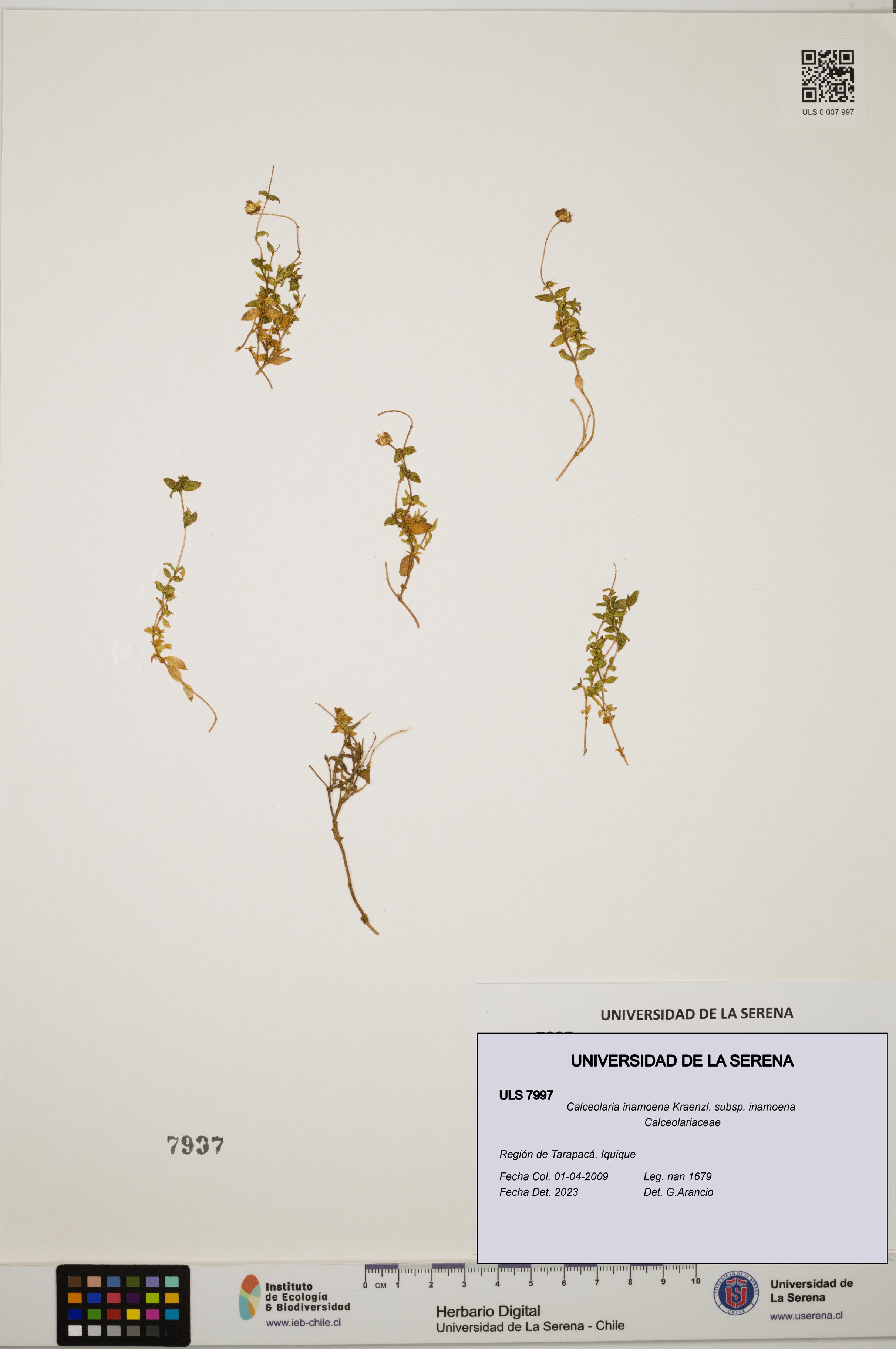 Calceolaria inamoena subsp. inamoena [Espécimen: ULS:ULS:0007997]