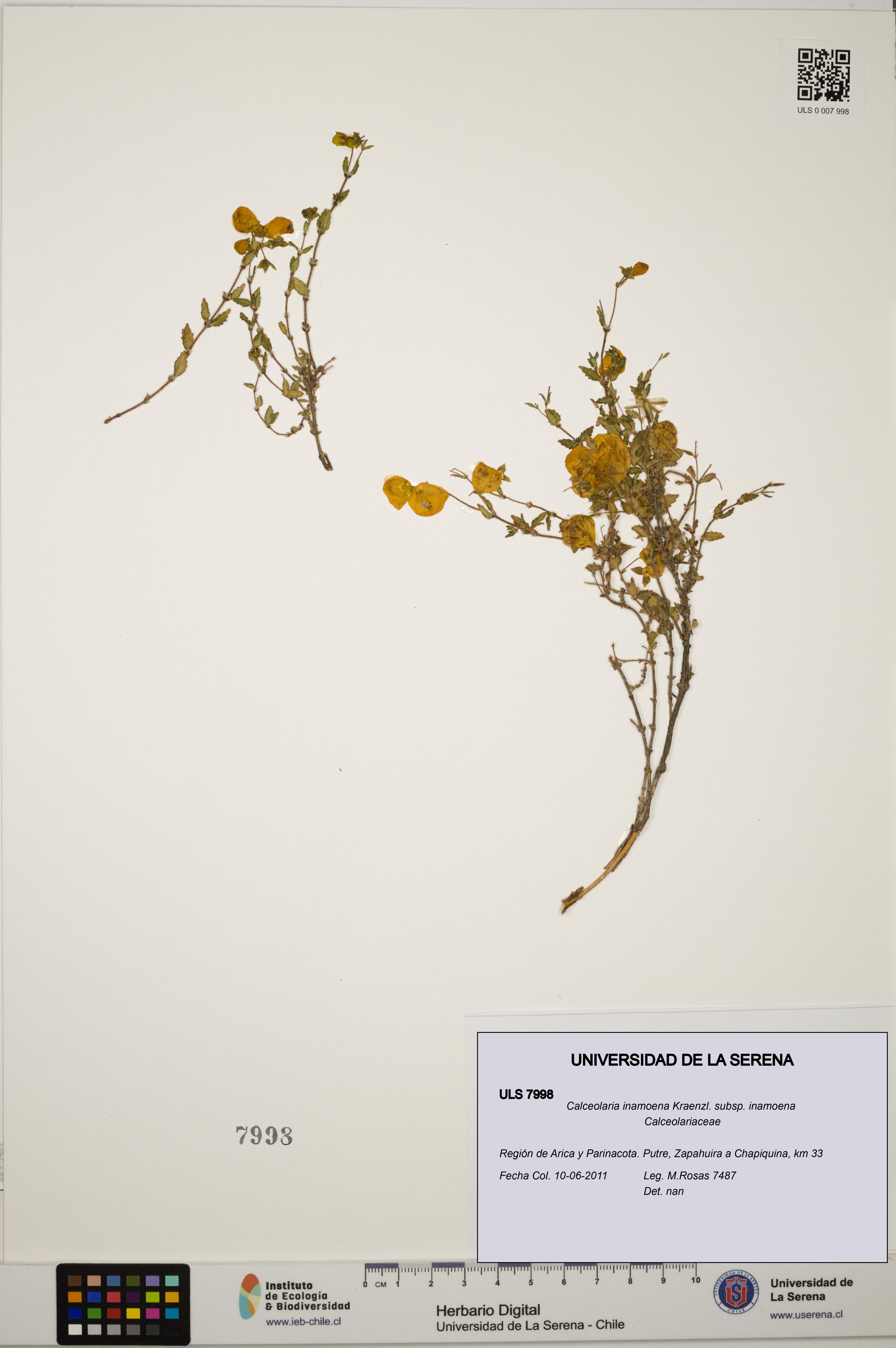 Calceolaria inamoena subsp. inamoena [Espécimen: ULS:ULS:0007998]