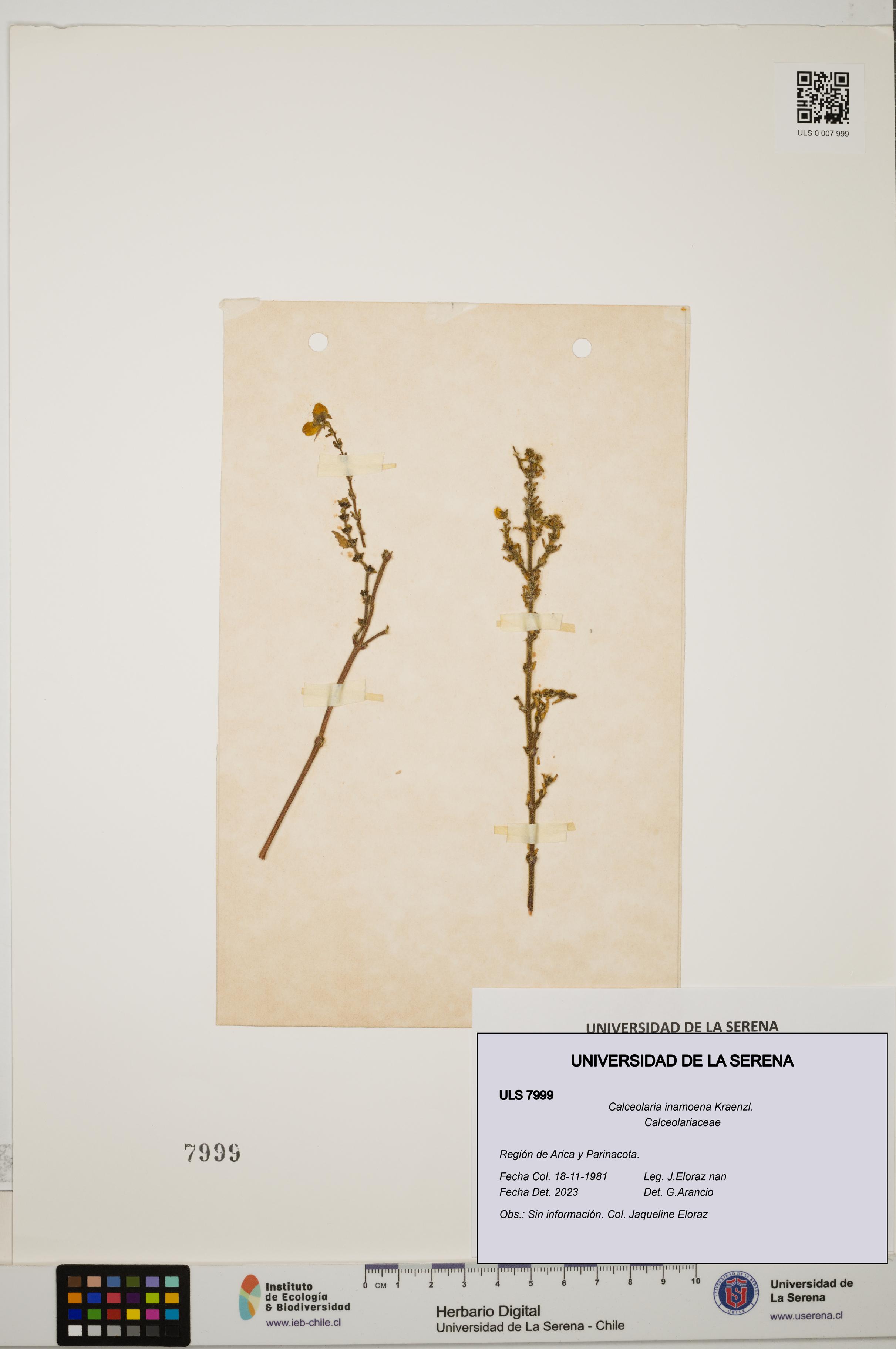 Calceolaria inamoena [Espécimen: ULS:ULS:0007999]