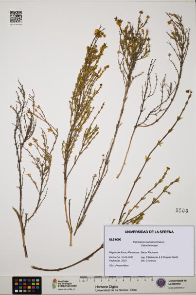 Calceolaria inamoena [Espécimen: ULS:ULS:0008000]