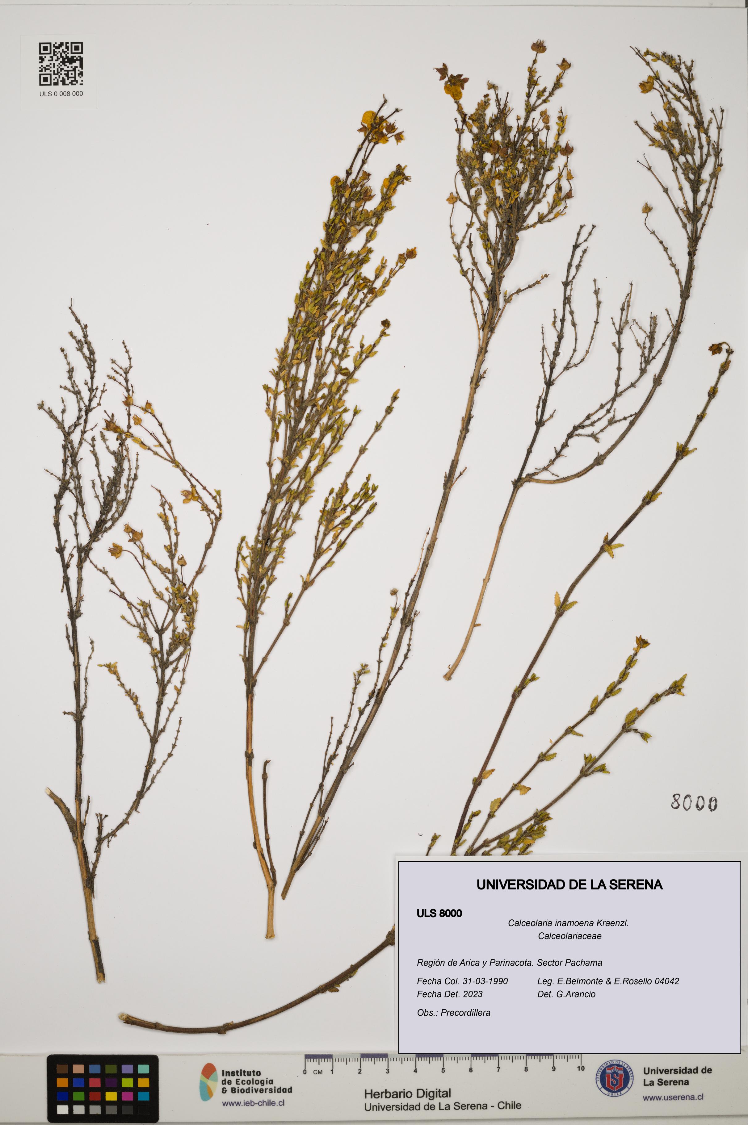 Calceolaria inamoena [Espécimen: ULS:ULS:0008000]