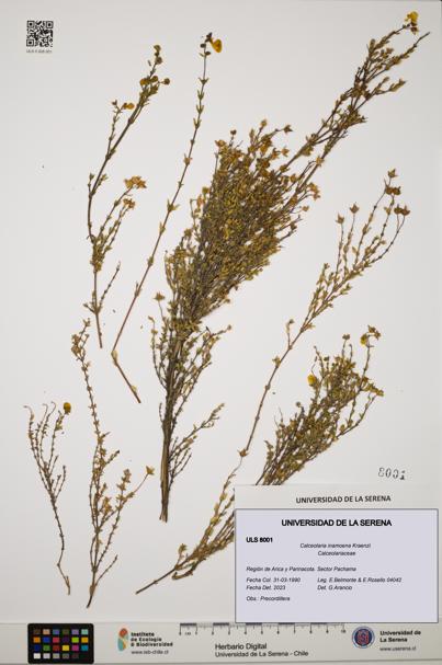 Calceolaria inamoena [Espécimen: ULS:ULS:0008001]