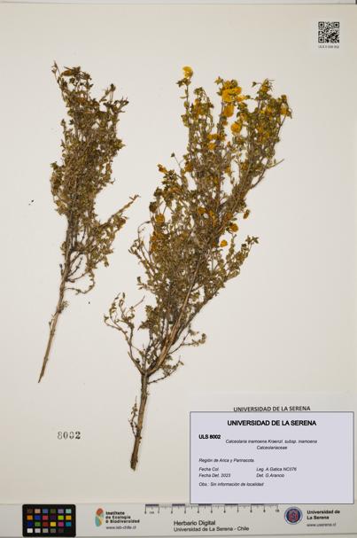 Calceolaria inamoena subsp. inamoena [Espécimen: ULS:ULS:0008002]