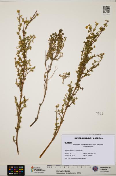 Calceolaria inamoena subsp. inamoena [Espécimen: ULS:ULS:0008003]