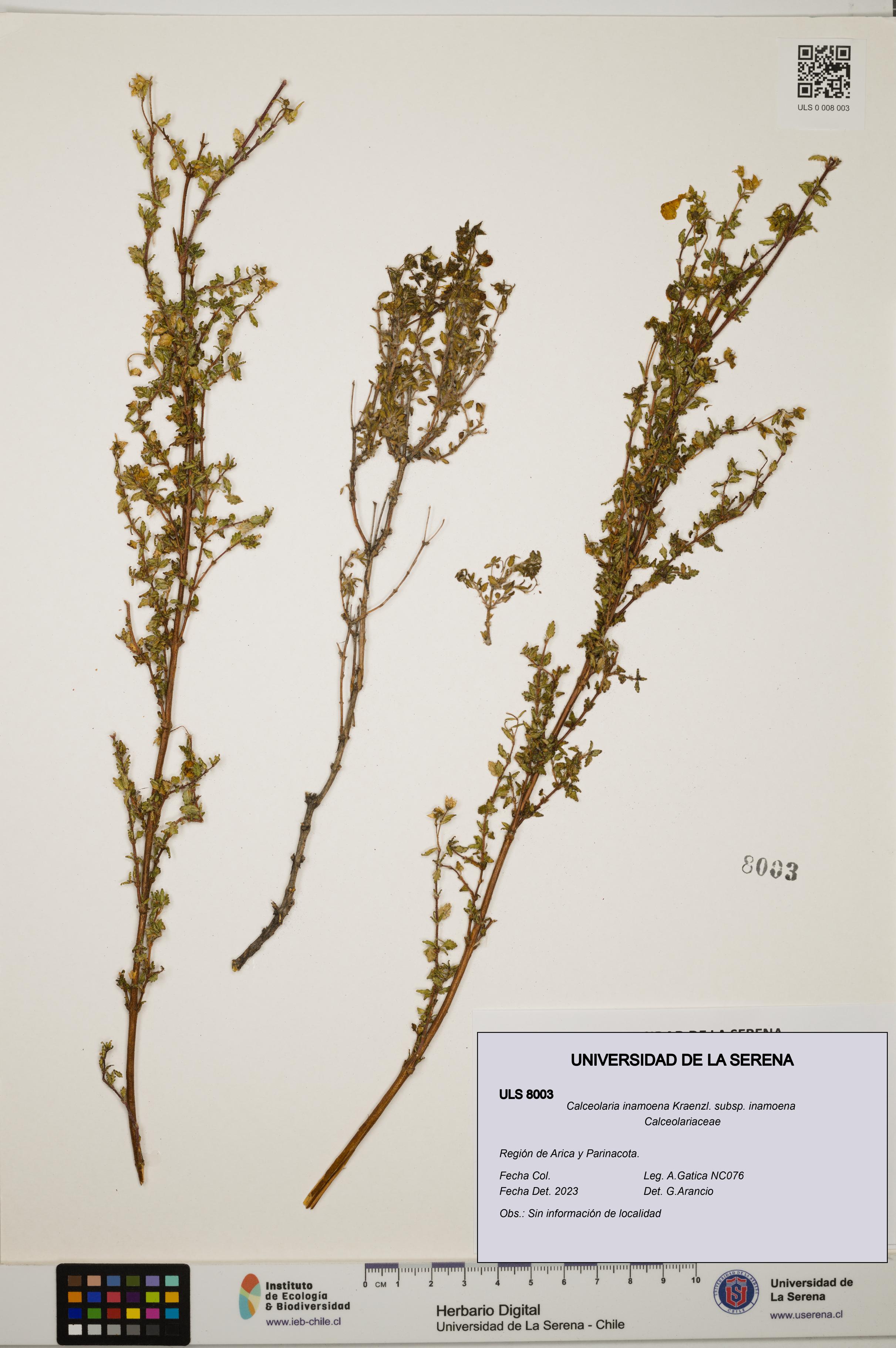 Calceolaria inamoena subsp. inamoena [Espécimen: ULS:ULS:0008003]