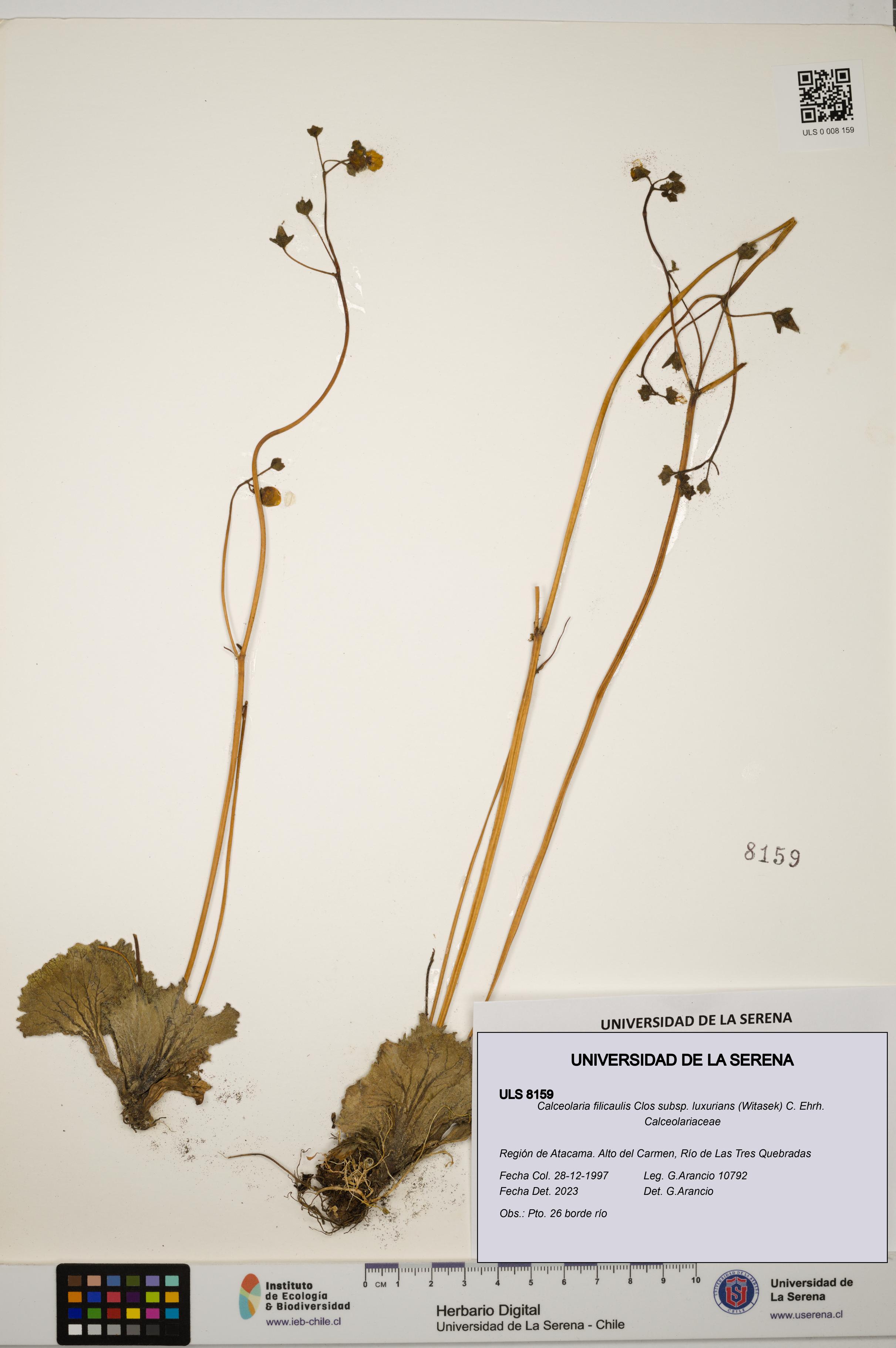 Calceolaria filicaulis subsp. luxurians [Espécimen: ULS:ULS:0008159]