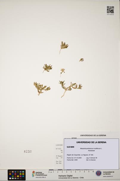Mesembryanthemum nodiflorum [Espécimen: ULS:ULS:0008230]