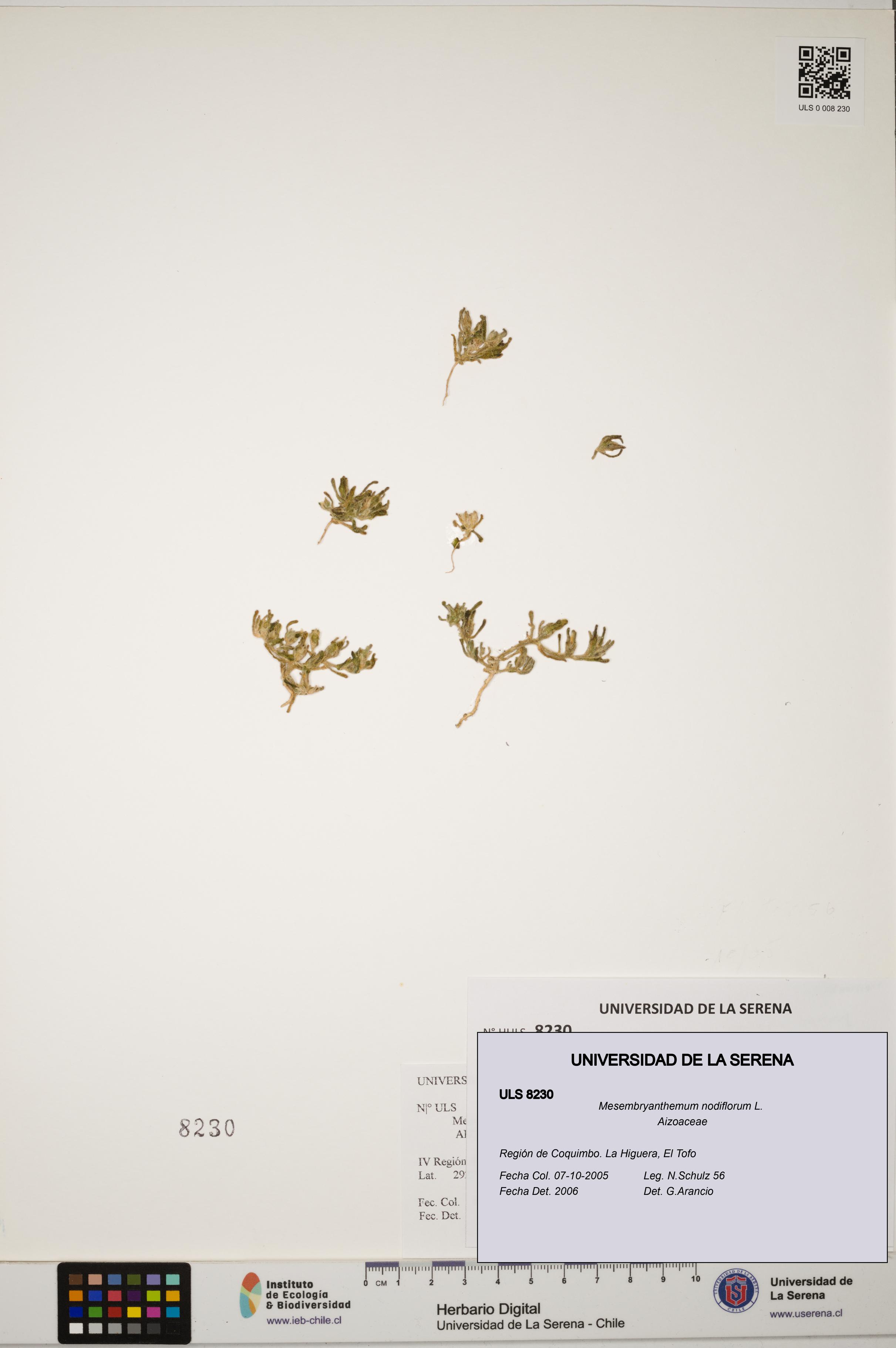 Mesembryanthemum nodiflorum [Espécimen: ULS:ULS:0008230]