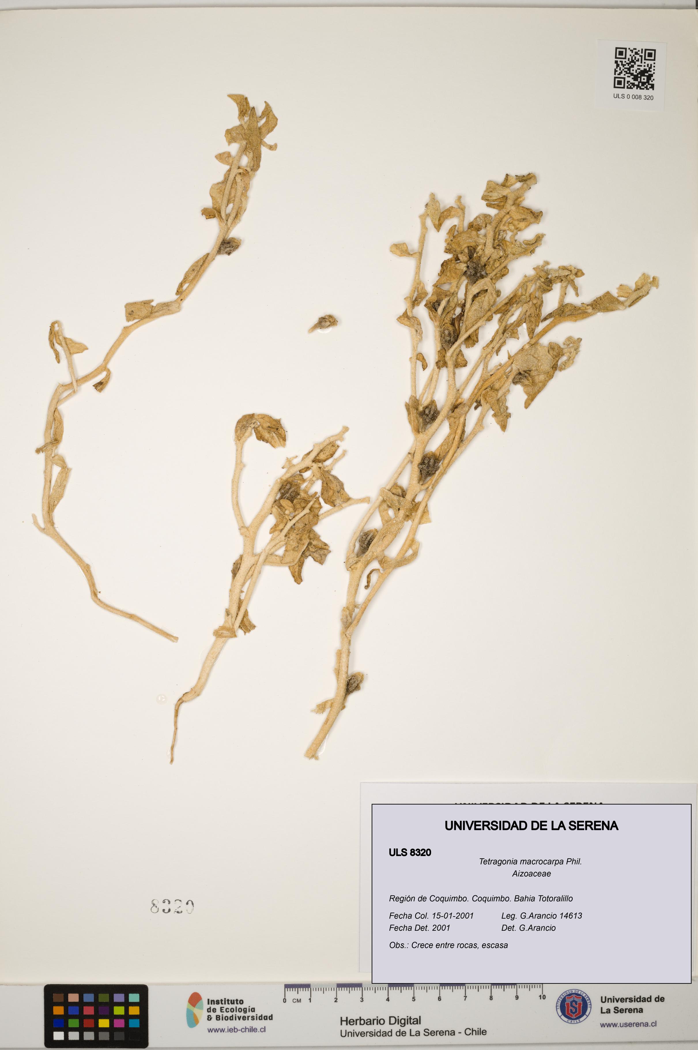 Tetragonia macrocarpa [Espécimen: ULS:ULS:0008320]