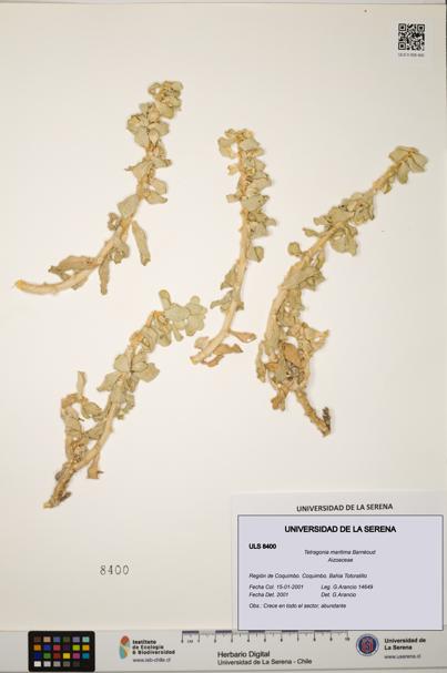 Tetragonia maritima [Espécimen: ULS:ULS:0008400]