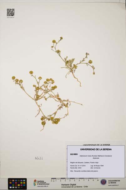 Asteriscium closii [Espécimen: ULS:ULS:0008531]