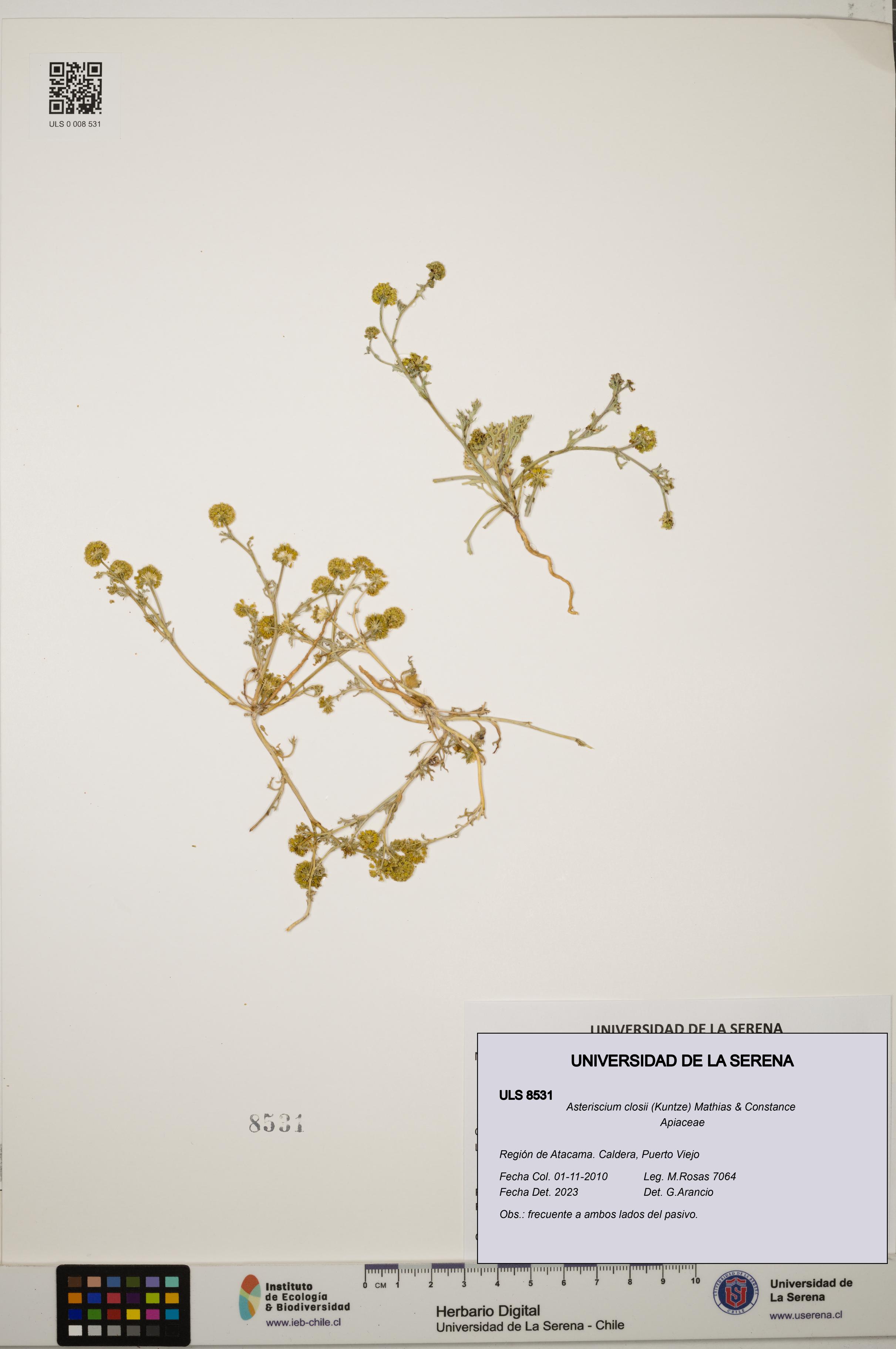 Asteriscium closii [Espécimen: ULS:ULS:0008531]