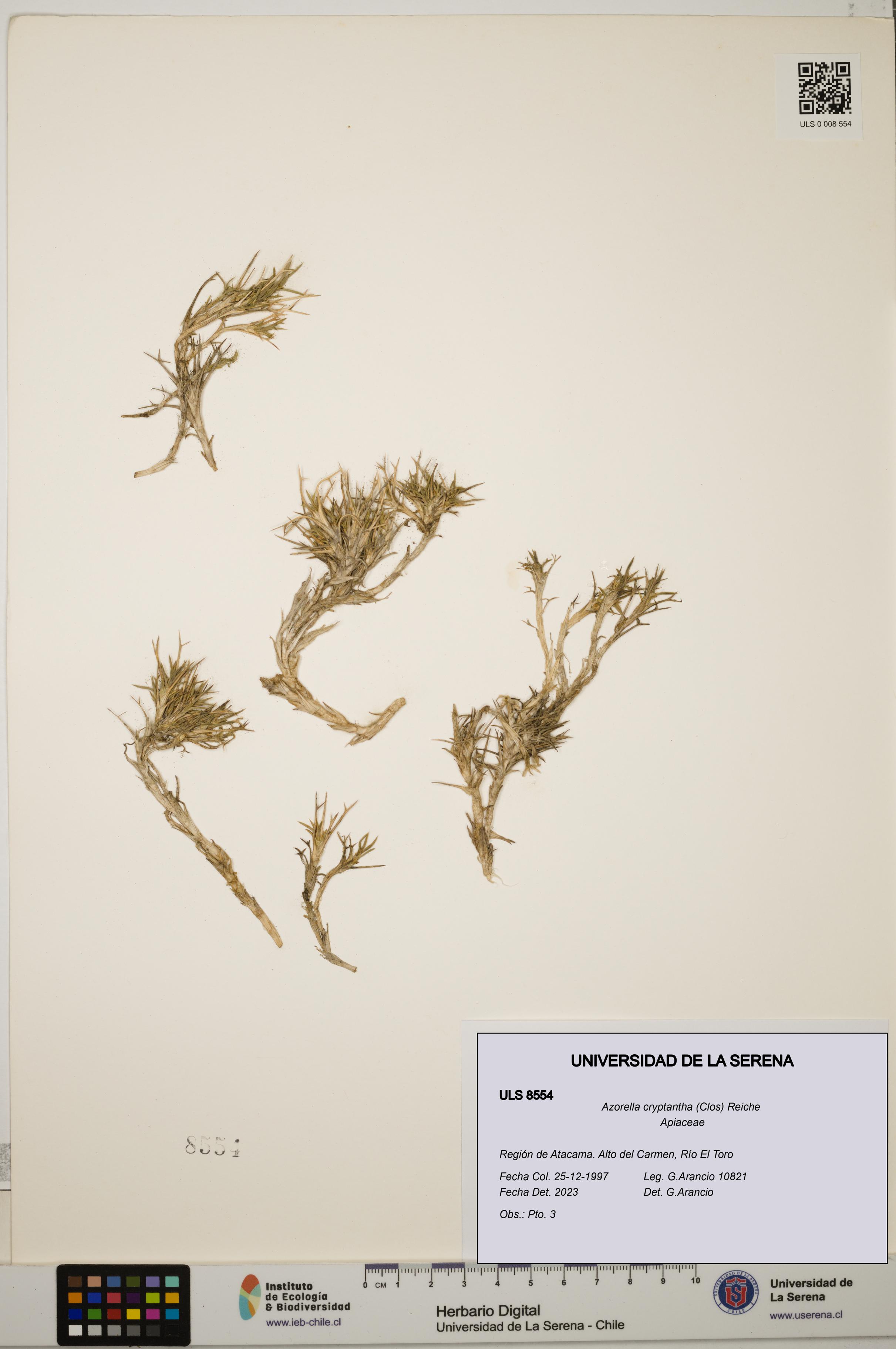 Azorella cryptantha [Espécimen: ULS:ULS:0008554]