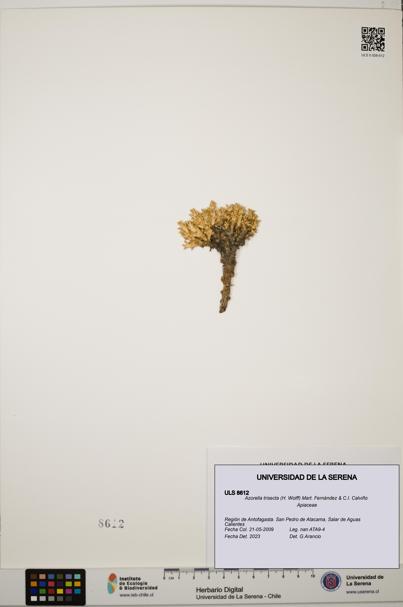 Azorella trisecta [Espécimen: ]