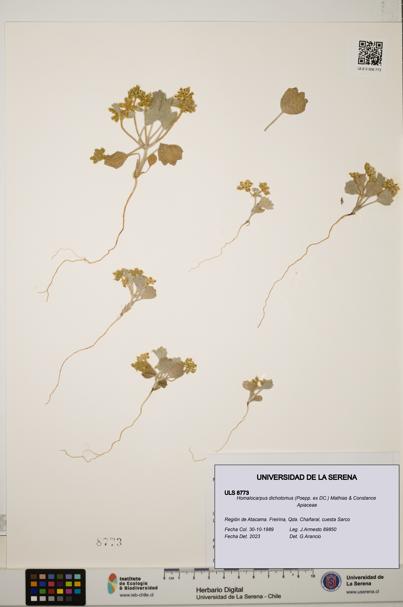 Homalocarpus dichotomus [Espécimen: ULS:ULS:0008773]