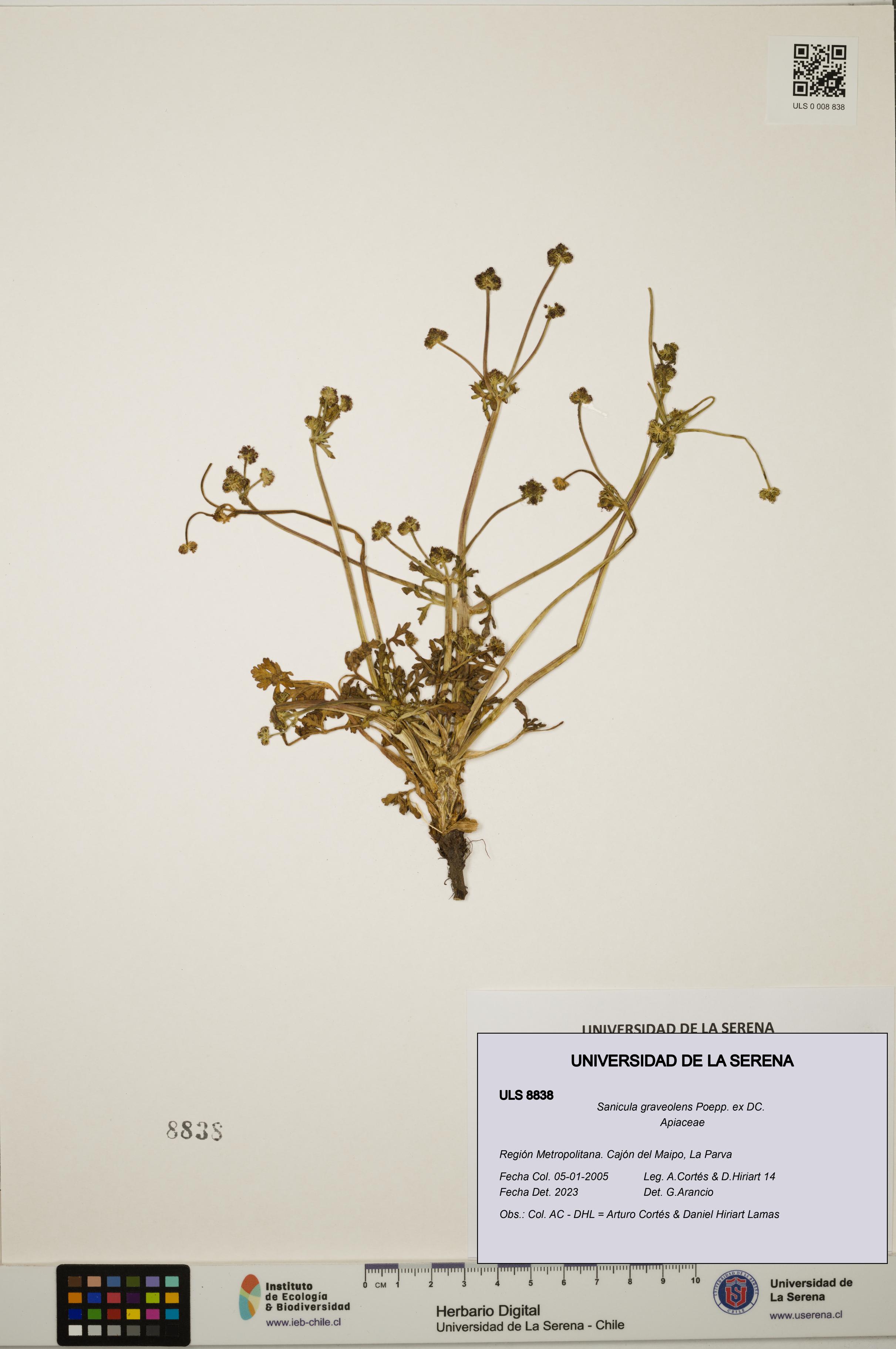 Sanicula graveolens [Espécimen: ULS:ULS:0008838]