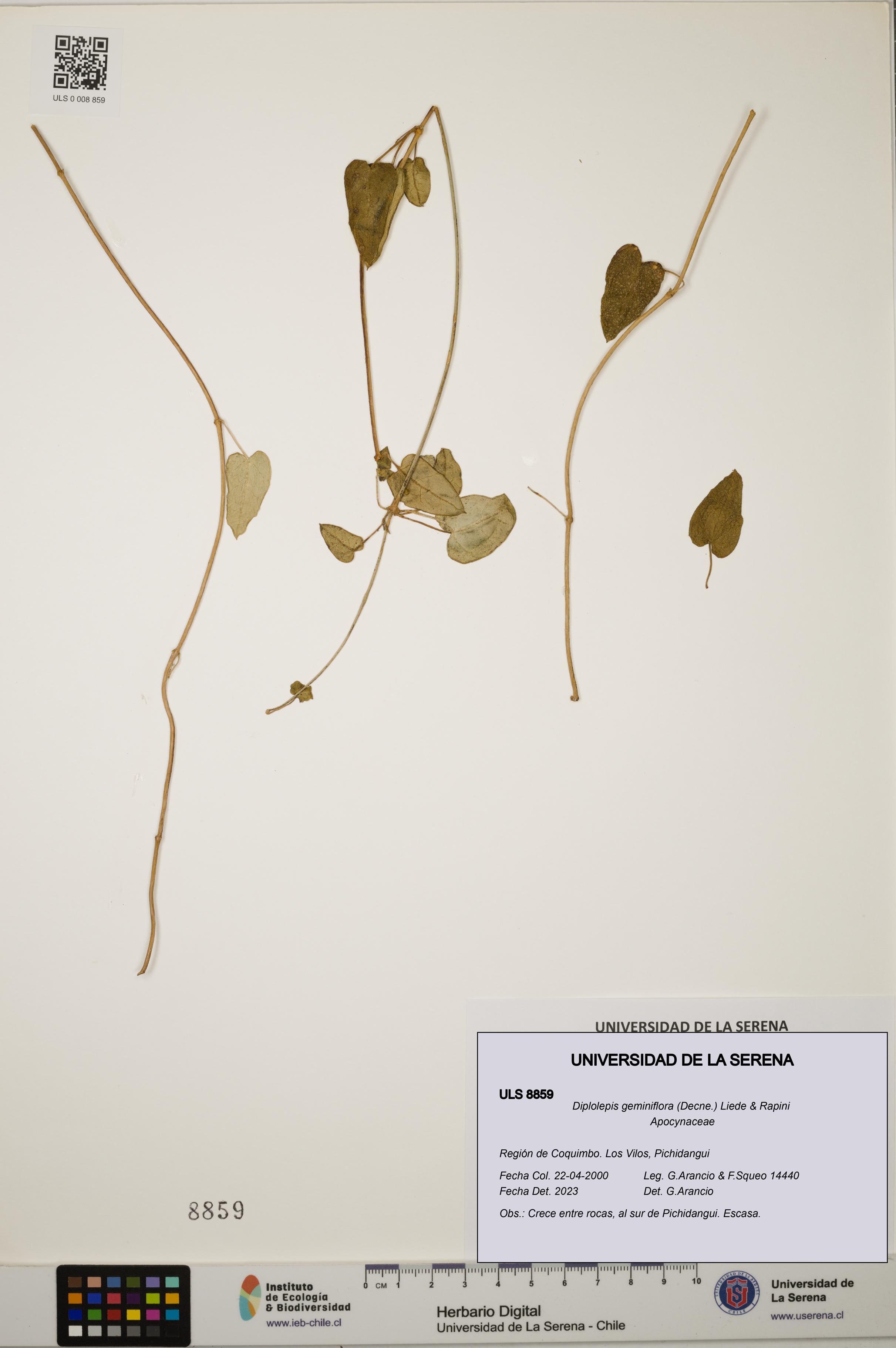 Diplolepis geminiflora [Espécimen: ULS:ULS:0008859]