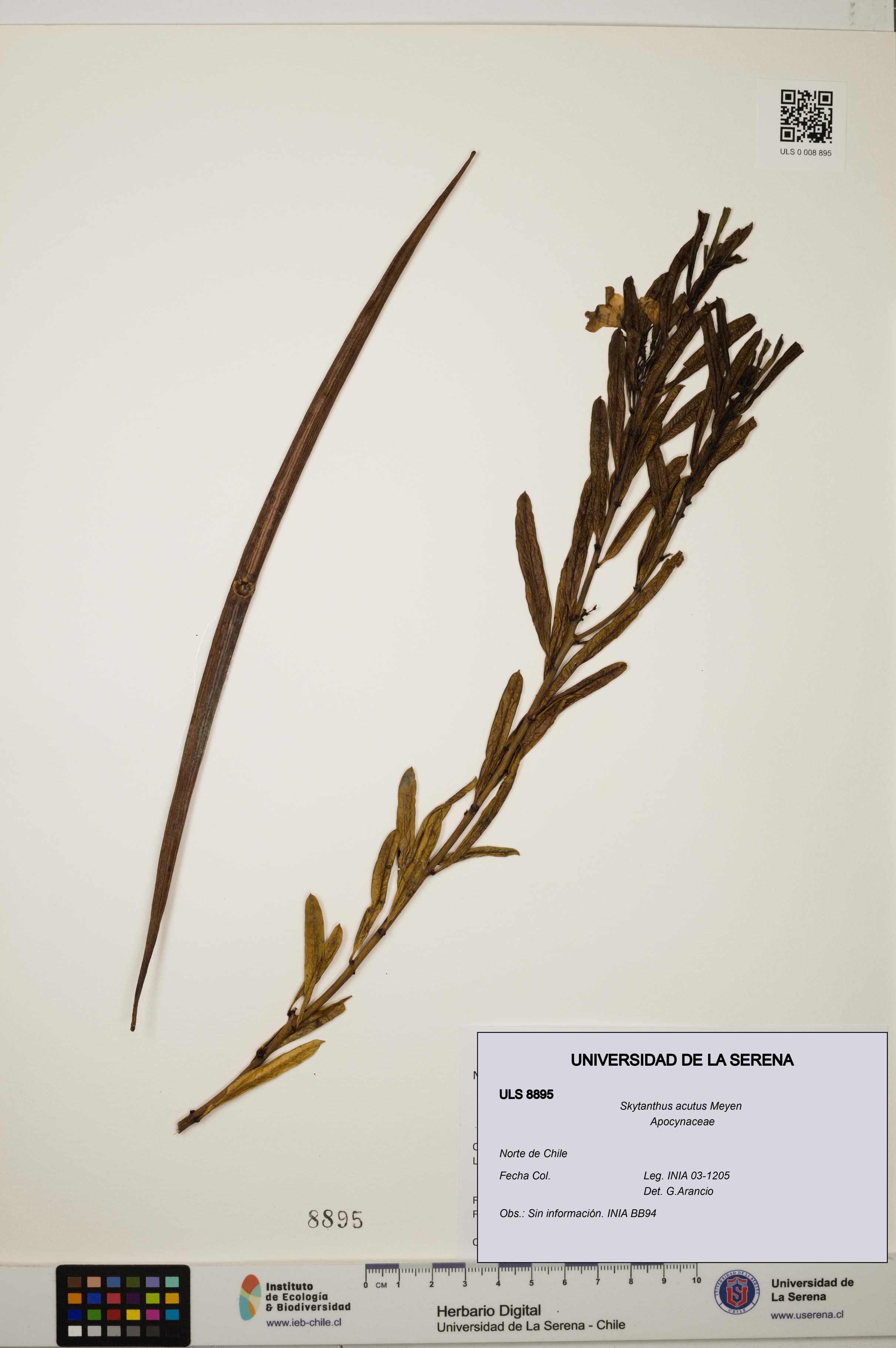 Skytanthus acutus [Espécimen: ULS:ULS:0008895]