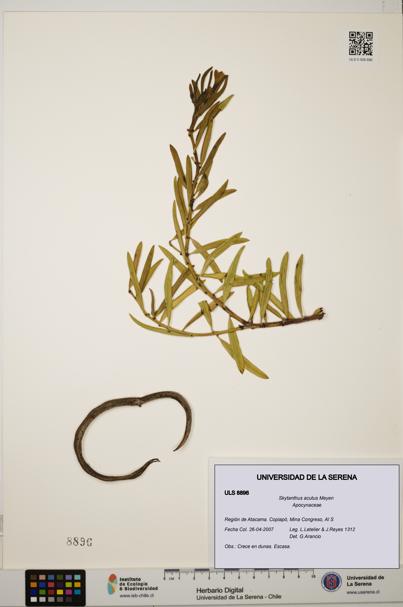 Skytanthus acutus [Espécimen: ULS:ULS:0008896]