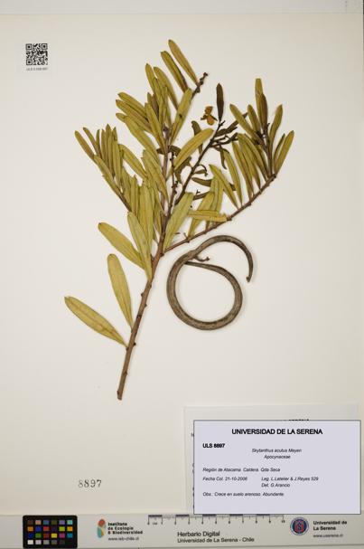 Skytanthus acutus [Espécimen: ULS:ULS:0008897]