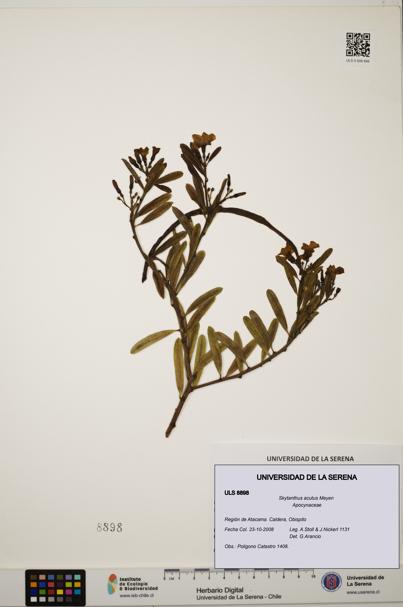 Skytanthus acutus [Espécimen: ULS:ULS:0008898]