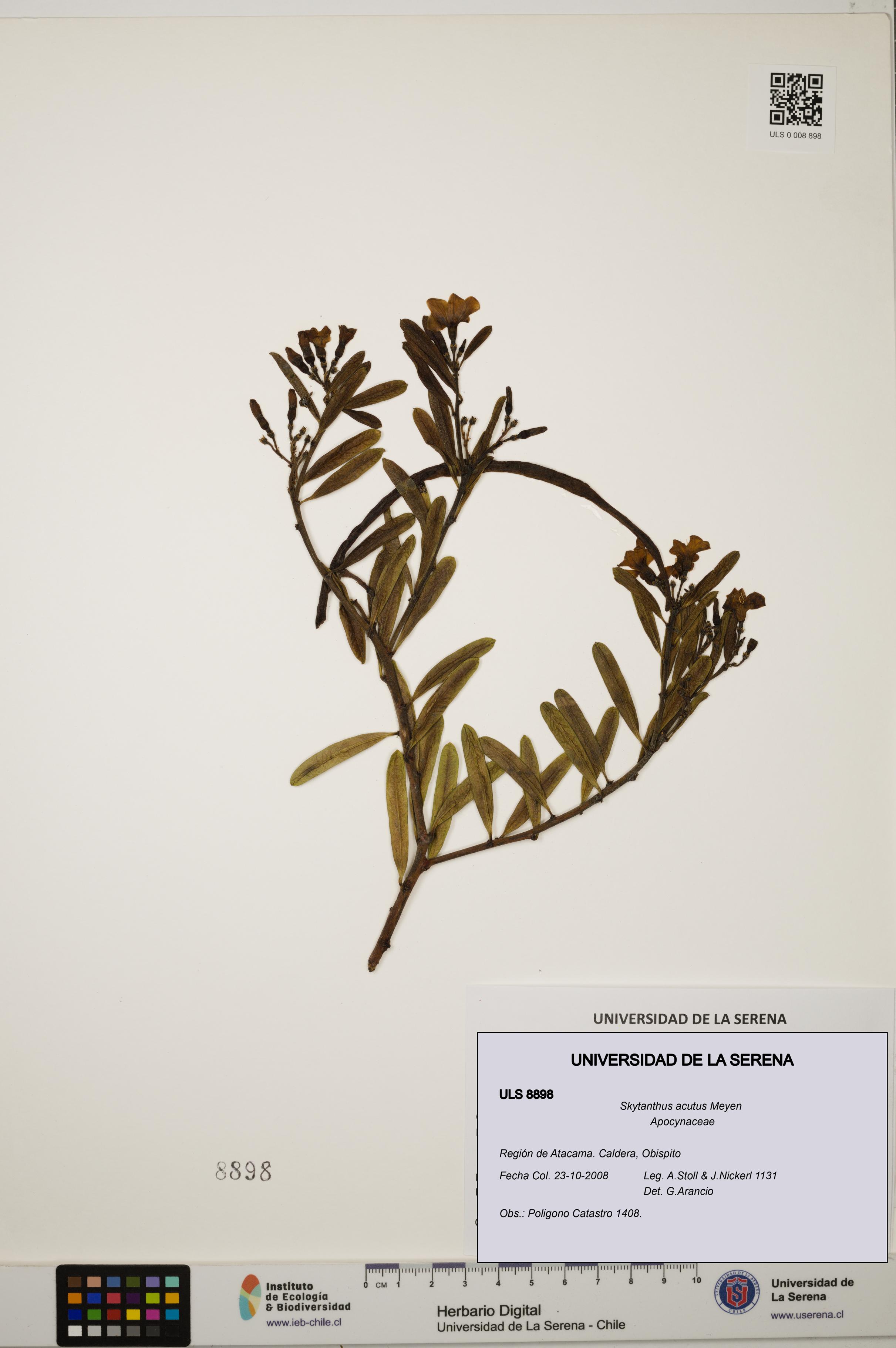 Skytanthus acutus [Espécimen: ULS:ULS:0008898]