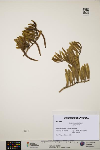 Skytanthus acutus [Espécimen: ULS:ULS:0008899]