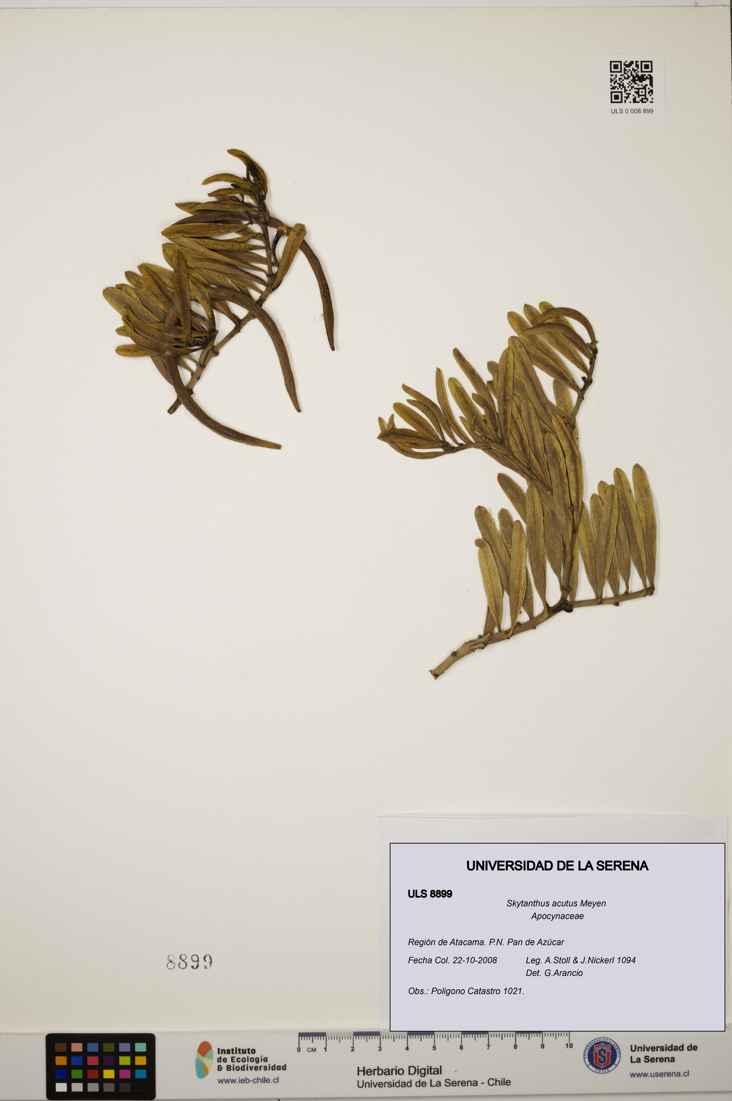 Skytanthus acutus [Espécimen: ULS:ULS:0008899]