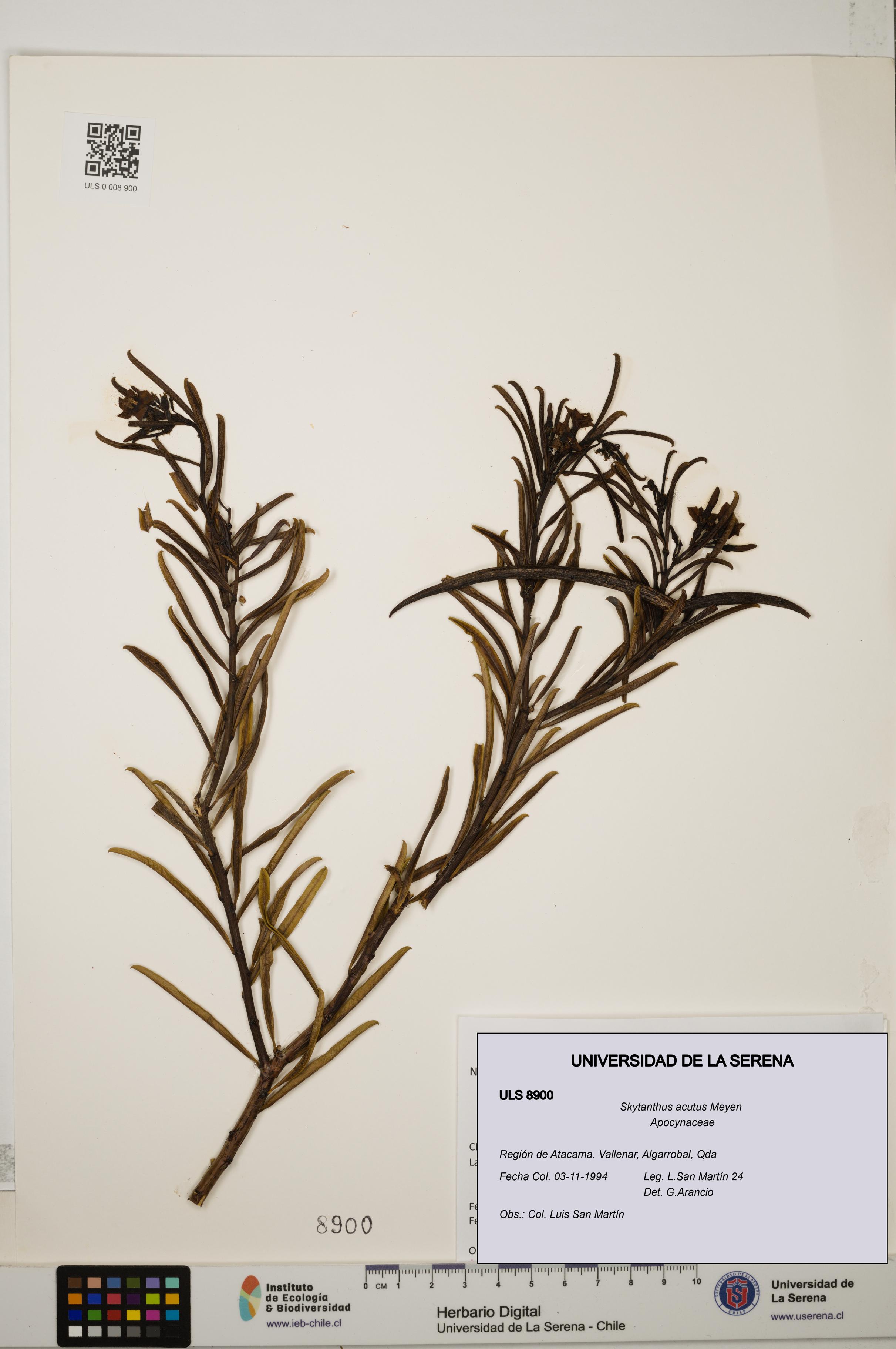 Skytanthus acutus [Espécimen: ULS:ULS:0008900]