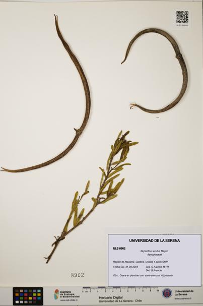 Skytanthus acutus [Espécimen: ULS:ULS:0008902]