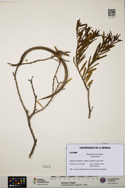 Skytanthus acutus [Espécimen: ULS:ULS:0008903]