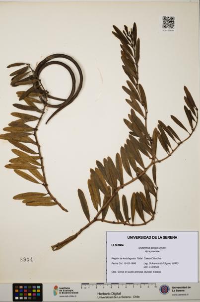 Skytanthus acutus [Espécimen: ULS:ULS:0008904]